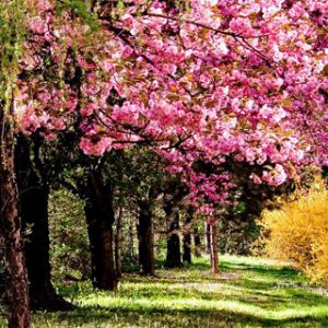 La Primavera