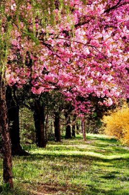 La Primavera