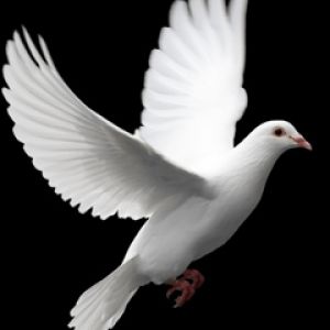 Dove