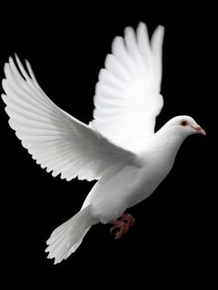 Dove