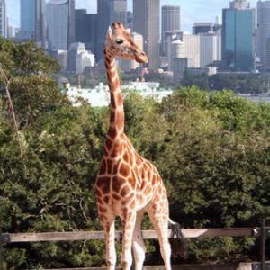 Sydney Taronga ZOO - Giraffe