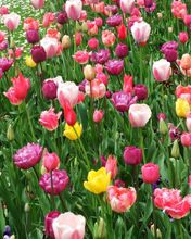 Tulips
