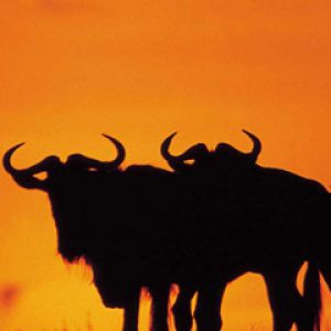Afrika - Safari