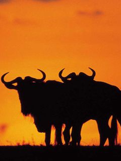 Afrika - Safari