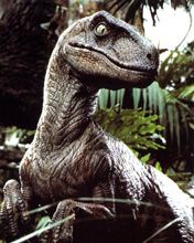 Velociraptor