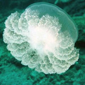 Meduza