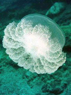 Meduza