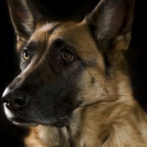 German Shepherd Dog