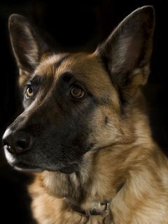 German Shepherd Dog