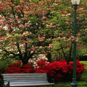 Central Park in Spring