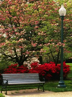 Central Park in Spring