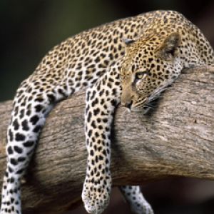 Leopard