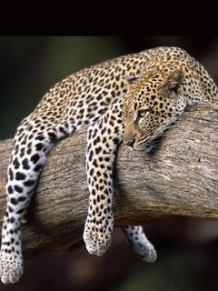 Leopard