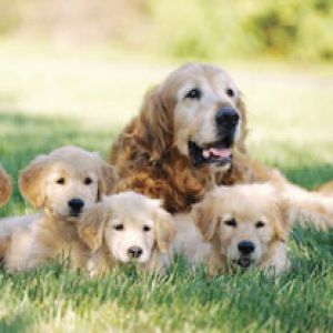 Golden Retriver