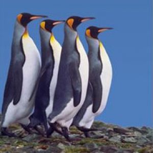 King Penguins