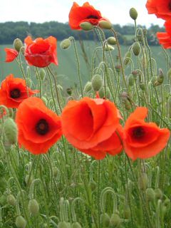 Poppy