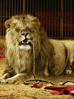 Lion