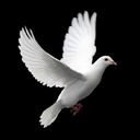 Dove