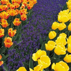 Blumen