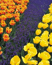 Blumen