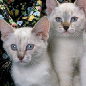 Siamese Kittens