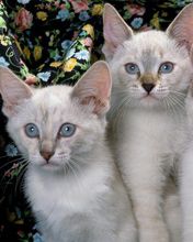 Siamese Kittens