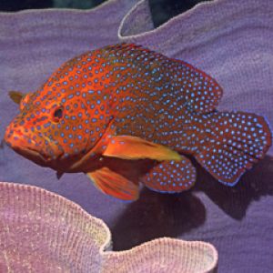 Coral Cod - Elephant Ear Sponge - Solomon Islands