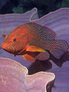 Coral Cod - Elephant Ear Sponge - Solomon Islands