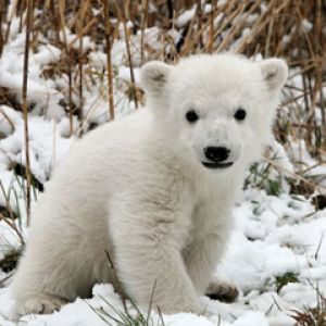 Knut