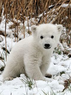 Knut