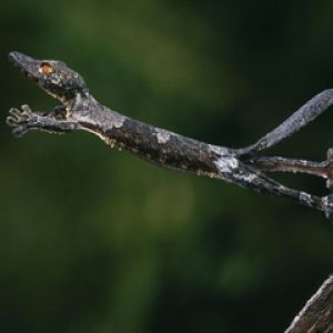 A Leaping Leaf Tailed Gecko