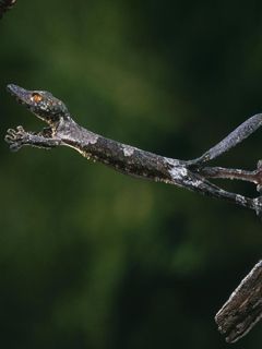 A Leaping Leaf Tailed Gecko