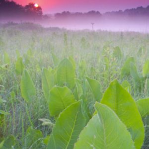 Sunrise - Weir Nature Center - Wisconsin