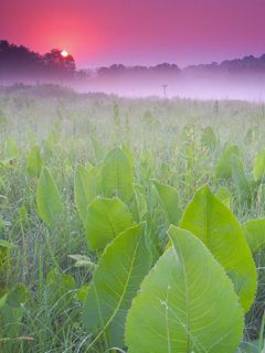 Sunrise - Weir Nature Center - Wisconsin