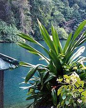 Jamaica