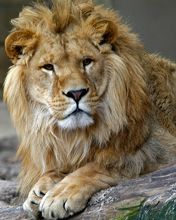 Lion - Zoo Antwerpen