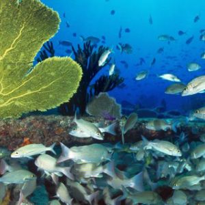 Sugar Wreck - Bahamas