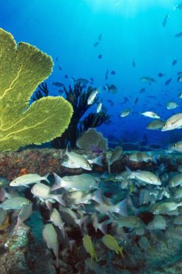 Sugar Wreck - Bahamas