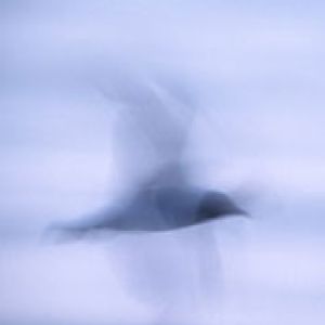 Dove