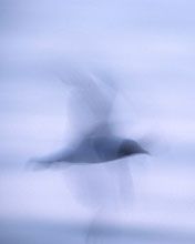 Dove
