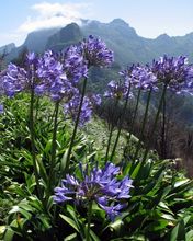 Madeira