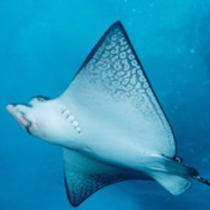 Spotted Eagle Ray