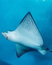 Spotted Eagle Ray