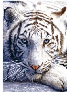 White Tiger