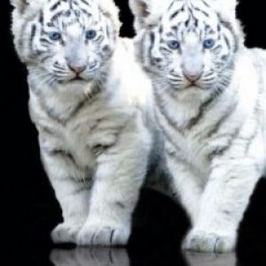 White Tiger