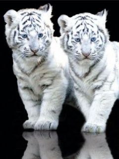 White Tiger