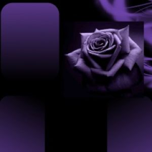 Purple Rose