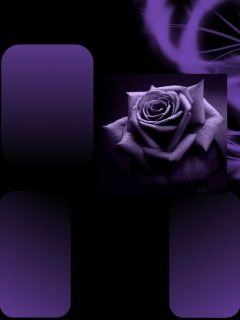 Purple Rose