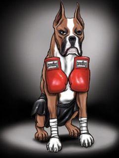 Boxer