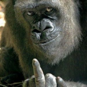 Gorilla